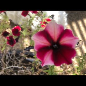 Meet your Posher, Brends